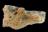 Fossil Crocodile Skull Scute - Lance Creek Formation, Wyoming #148817-2